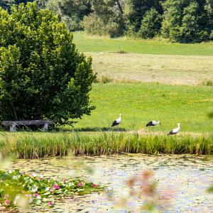 Cigognes au bord de l'étang ©D. Lett