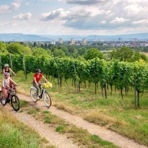 Radfahrer im Reben Tüllinger Berg ©ETB - J.Kauffmann