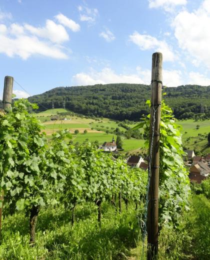 Reben in Wintersingen ©SiebeDupf Baselland Tourismus