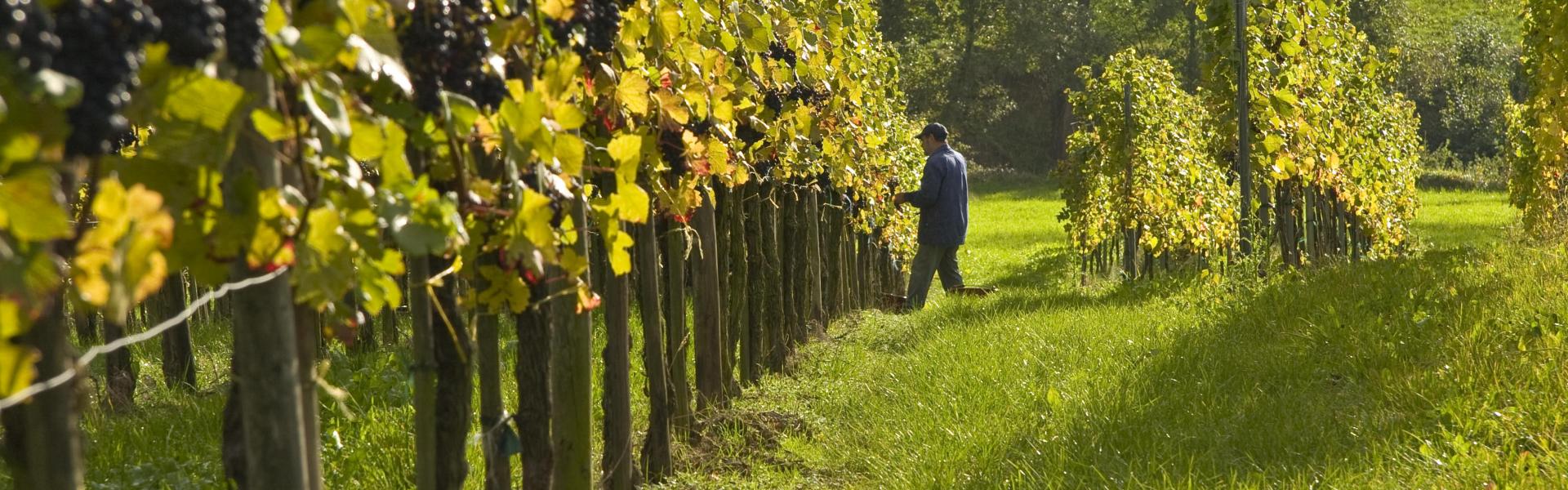 At the Foot of the Vineyards